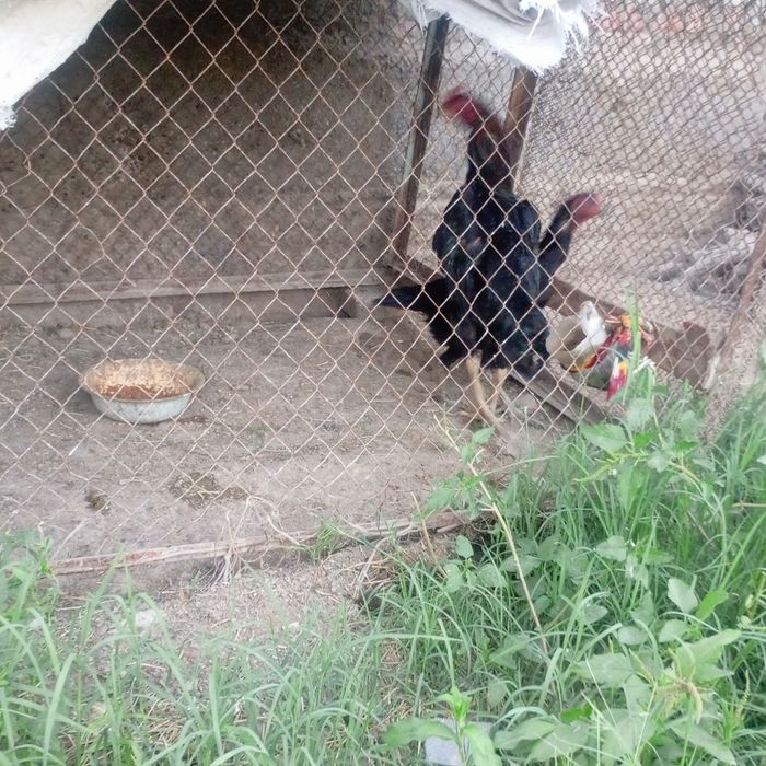 Kulangi xöroz bn tovuq