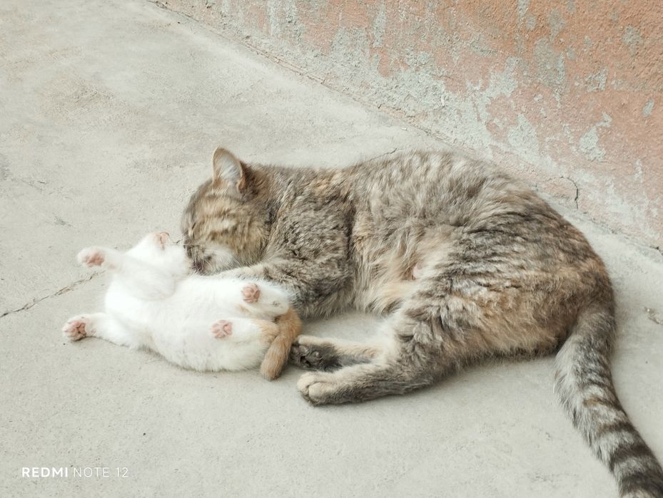 Кошки бесплатно в добрые руки
