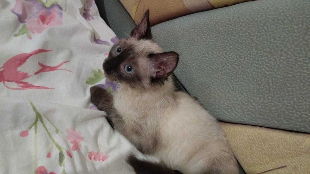 Отдам красивых котят