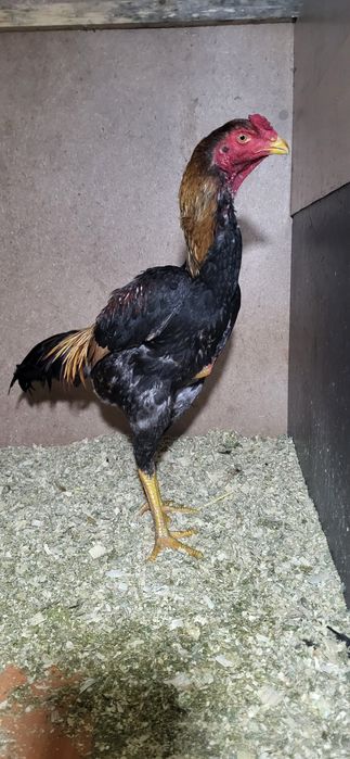 Продам дакана хороших кровей