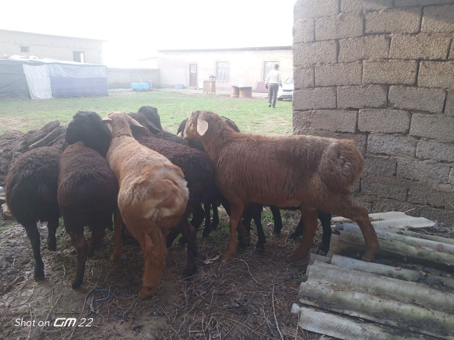 qoy Qoʻzi qoʻchqorlar sotiladi