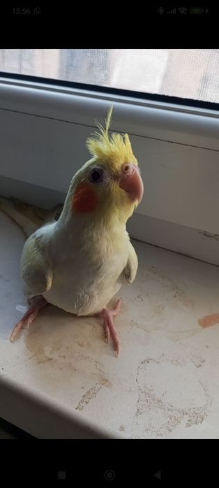 Продам Кореллу ручную с клеткой