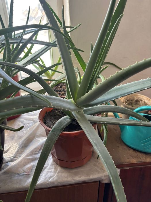 Алоэ       продам