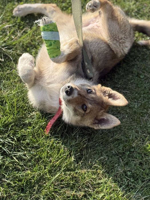 Отдам щеночка в добрые руки