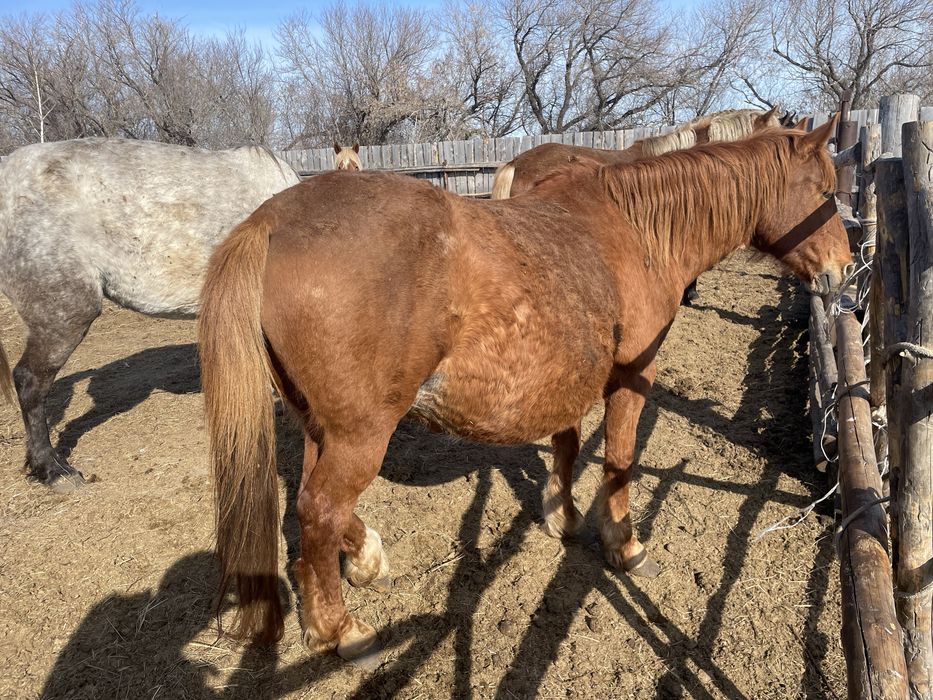 Продам лошадей кобыл