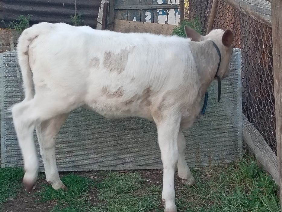 Продаётся корова с теленком