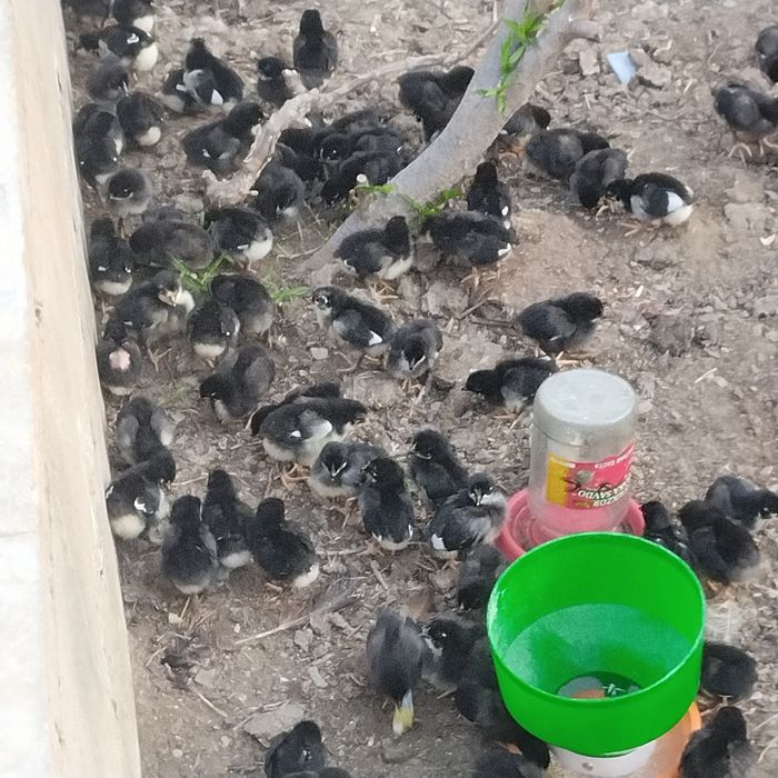 qora shahzoda joʻjalari sotiladi