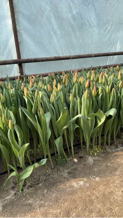 Тюльпаны на 8 марта оптом и в розницу