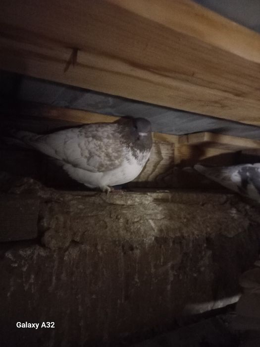 Продам два самца