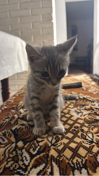 Отдам котенка в хорошие руки.
