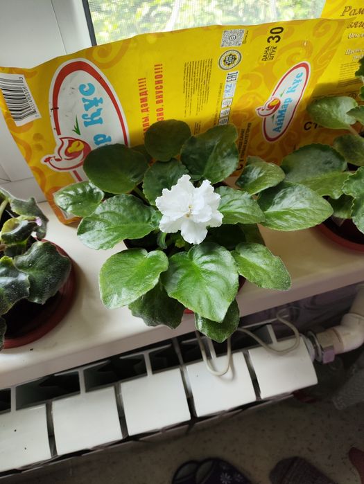 Продам фиалку белую