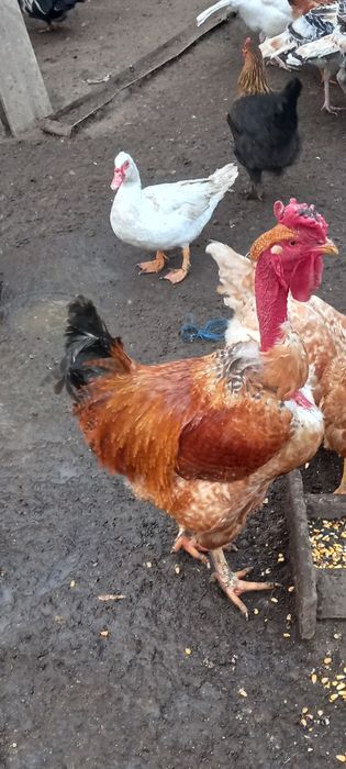 Cocoș și Găină Moțată