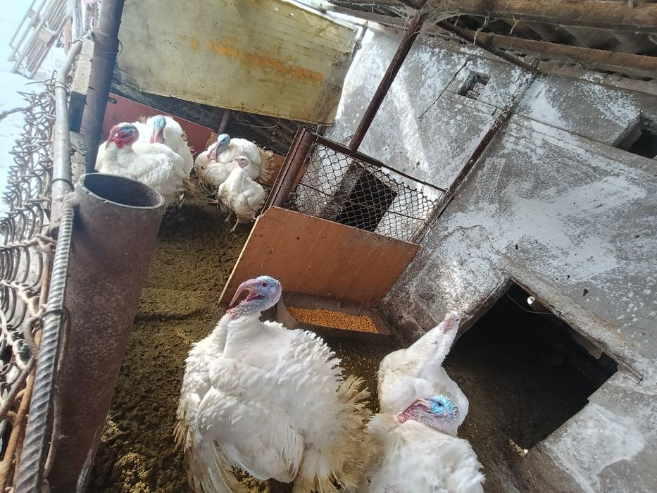 Vând curcani între 20-25 de kg