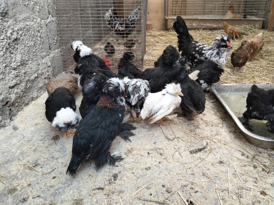 Pui de rasa struma bantam