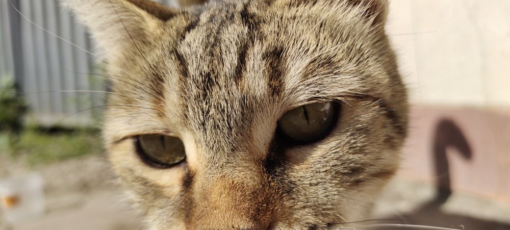 Кошка ищет дом срочно