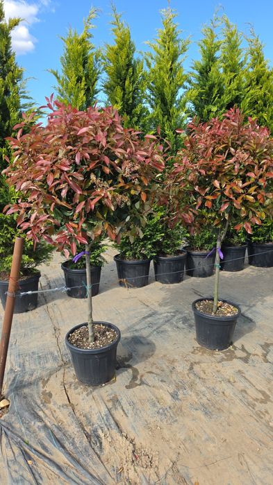 photinia red robin ( tija si spalier)