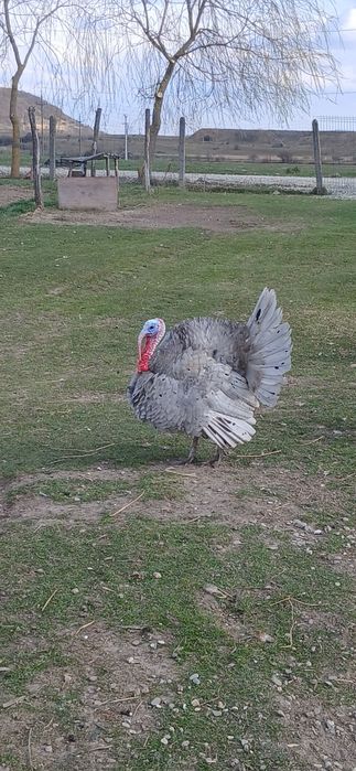 Disponibile oua de curci bourbon si splash!!