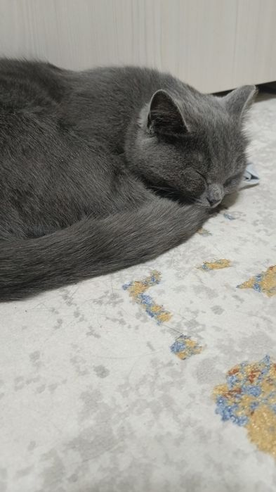 Ищем дом для кошечки, девочка