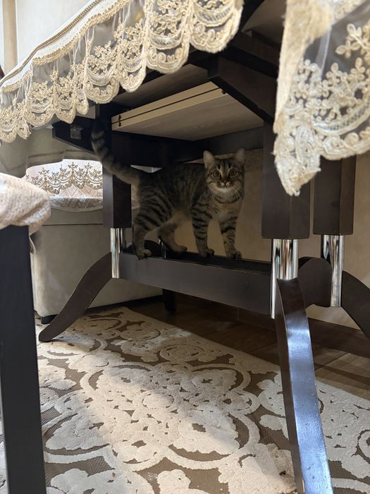 кошка кайла почи годик