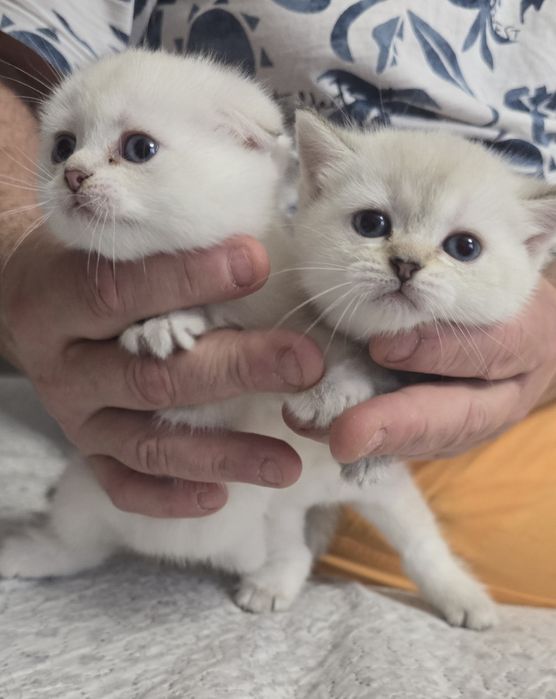 Британски, Шотландски котенца
