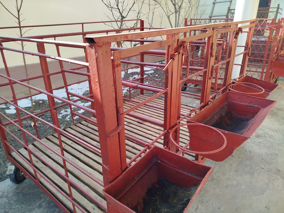 Qoʻra 4 talik qoʻylarni boqib semirtiradigan