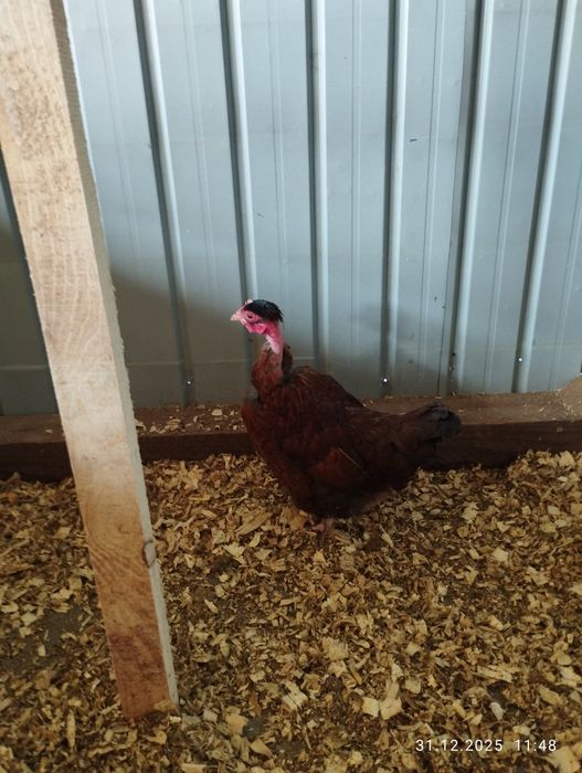 Găinușe golașe pitice