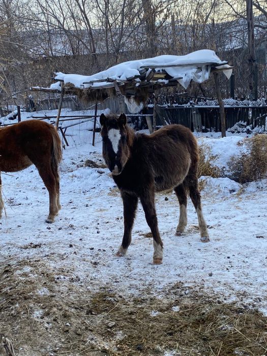 Полутяжики жеребята