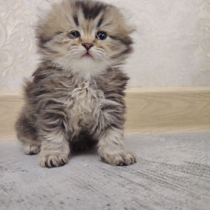 Britanskiy shinshila