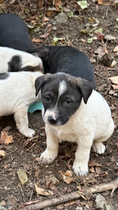 Щеночки ищут дом.