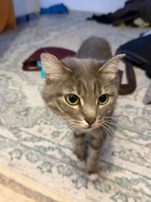 Отдаем кошечку в хорошие руки.