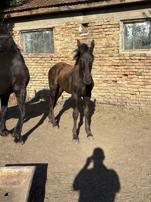 De vanzare manz friz