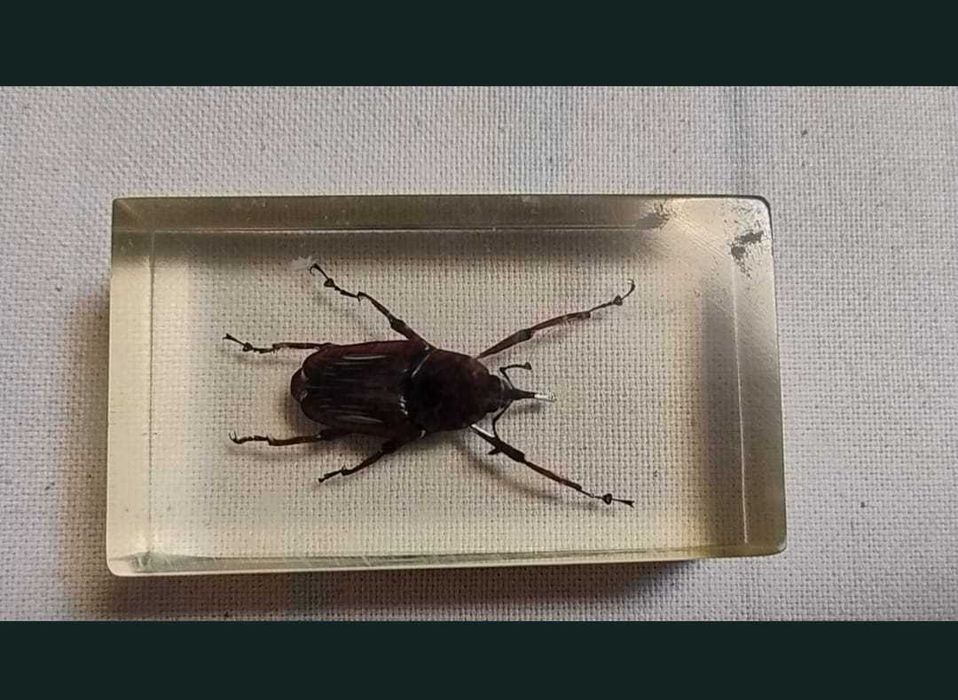 Insecte reale conservate în rășină sintetică - seria de la Deagostini