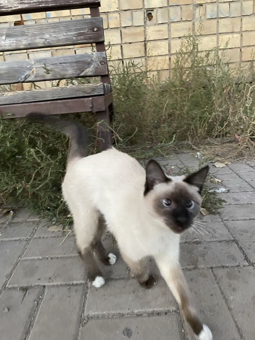 котенок бесплатно