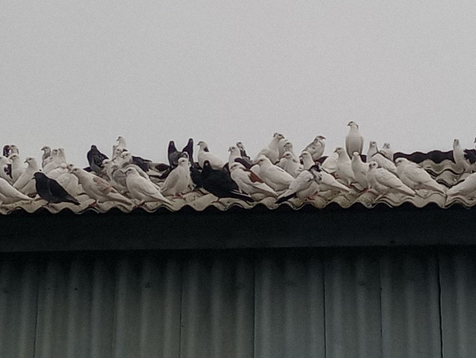 Vând porumbei, s-au schimb.