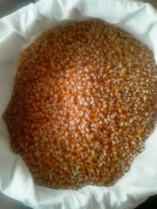 Поп корин яанги 2023 йил хосил доналари йирик йирк