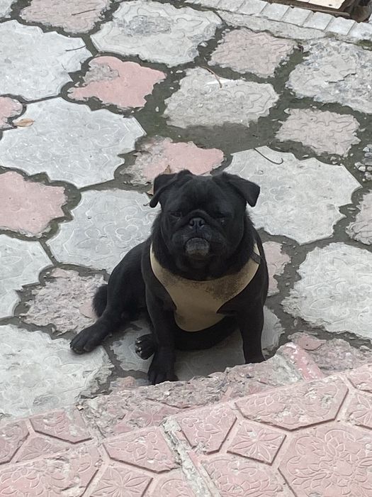 Продам мопса девочку