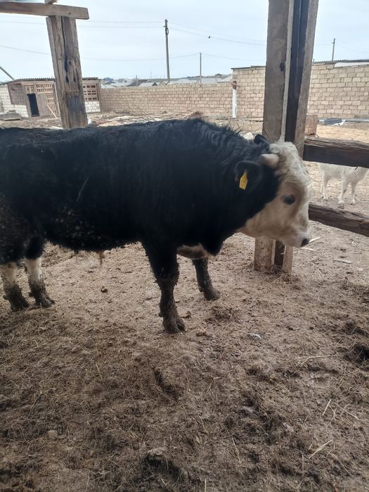 Сиыр Бұқа 1.5жас сатылады