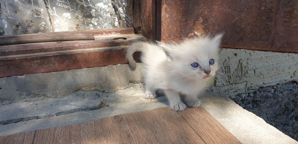 Отдам котят даром