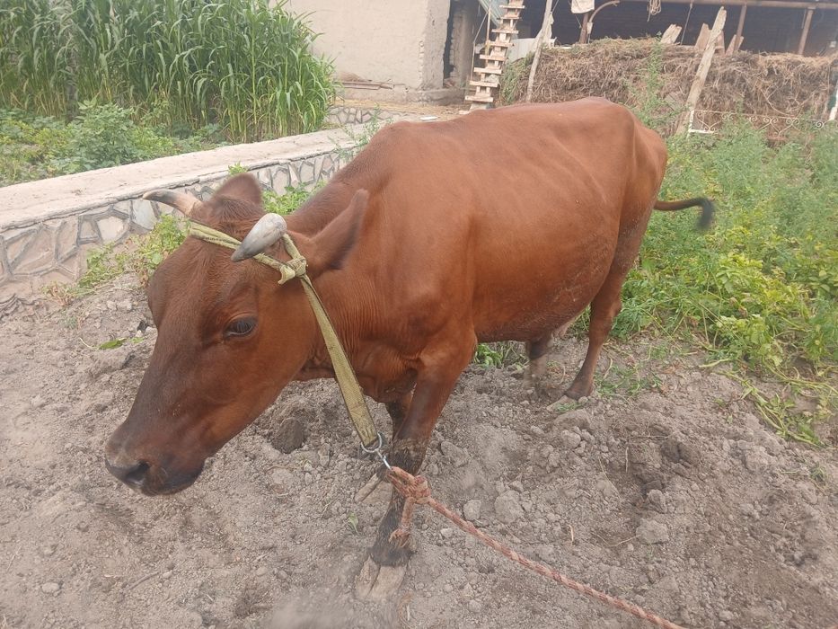 Mol. Urg'ochi mol Ona bola