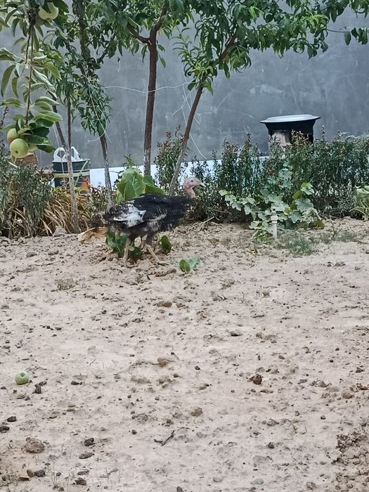 Курка 1.5йил айол