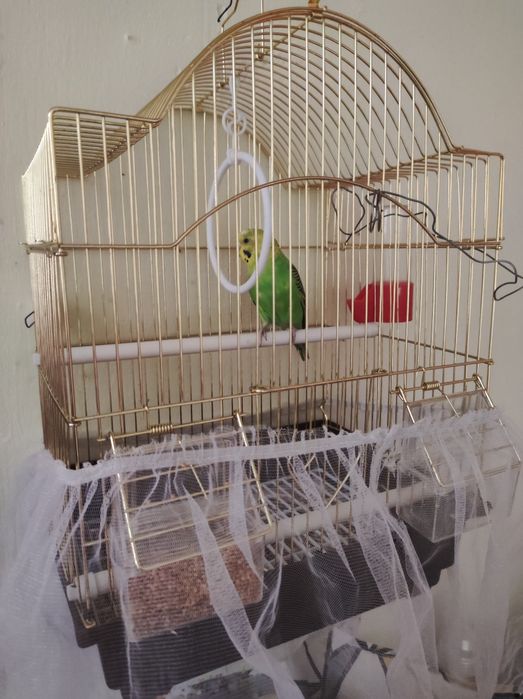 Попугай самец с клетками