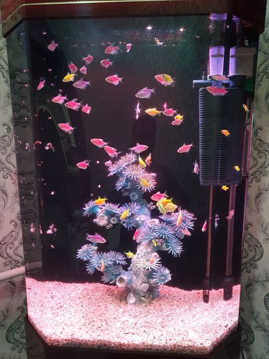 Xitoy akril akvarium baliqlari bilan sotiladi