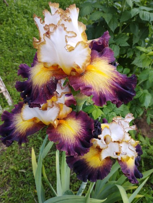 Ирисы более 60 сортов
