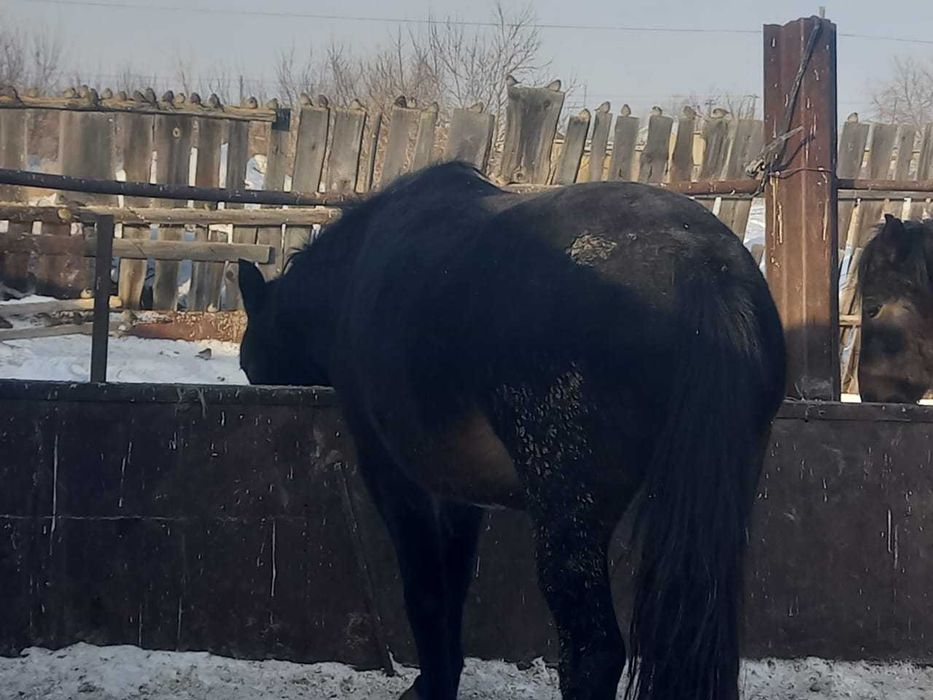 Кобыла 4 года с откорма