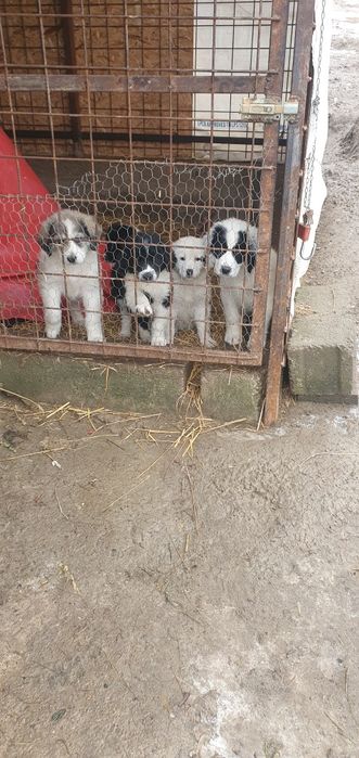Caini pui ciobanesc de Bucovina
