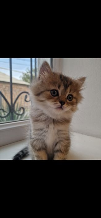 Котята котята котята