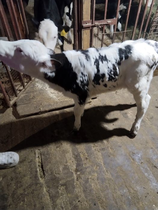 Продам теленка .