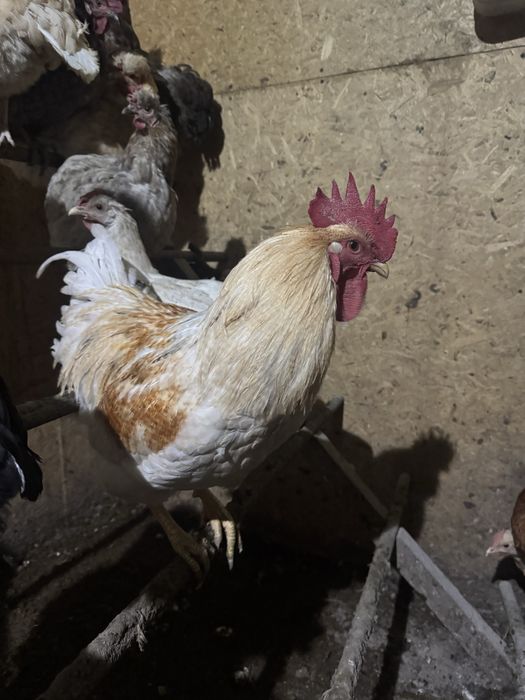 Продам петухов  6-8 месяцев уже топчут кур