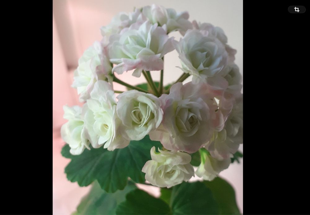 Сортовые пеларгонии