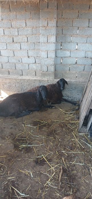 Qoyla sotiladi harxilidan bor dexqonchlik